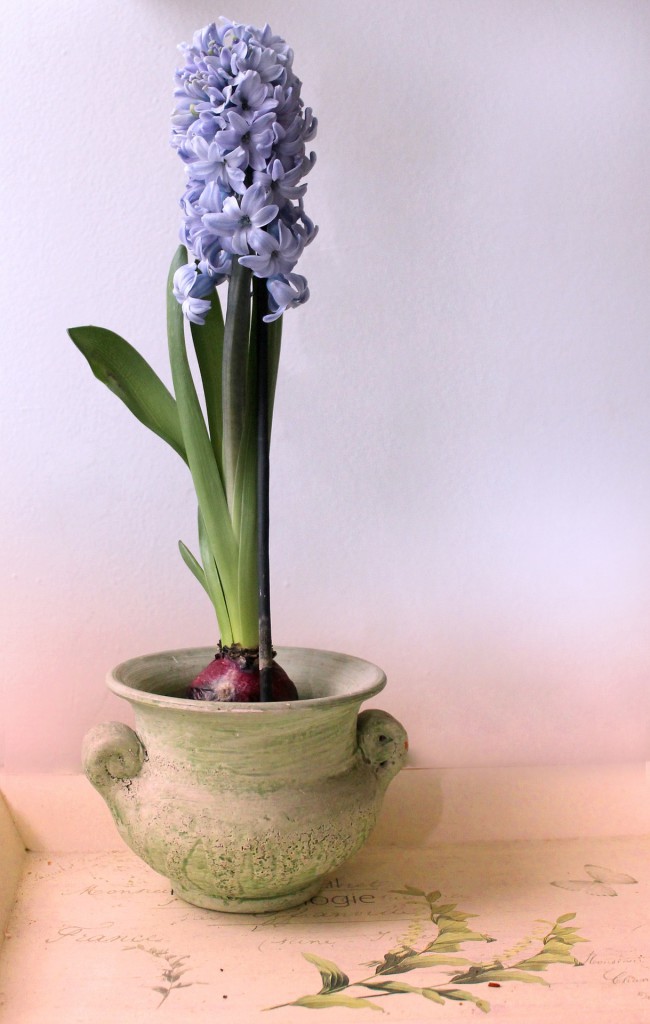 hyacinth-1158818_1920
